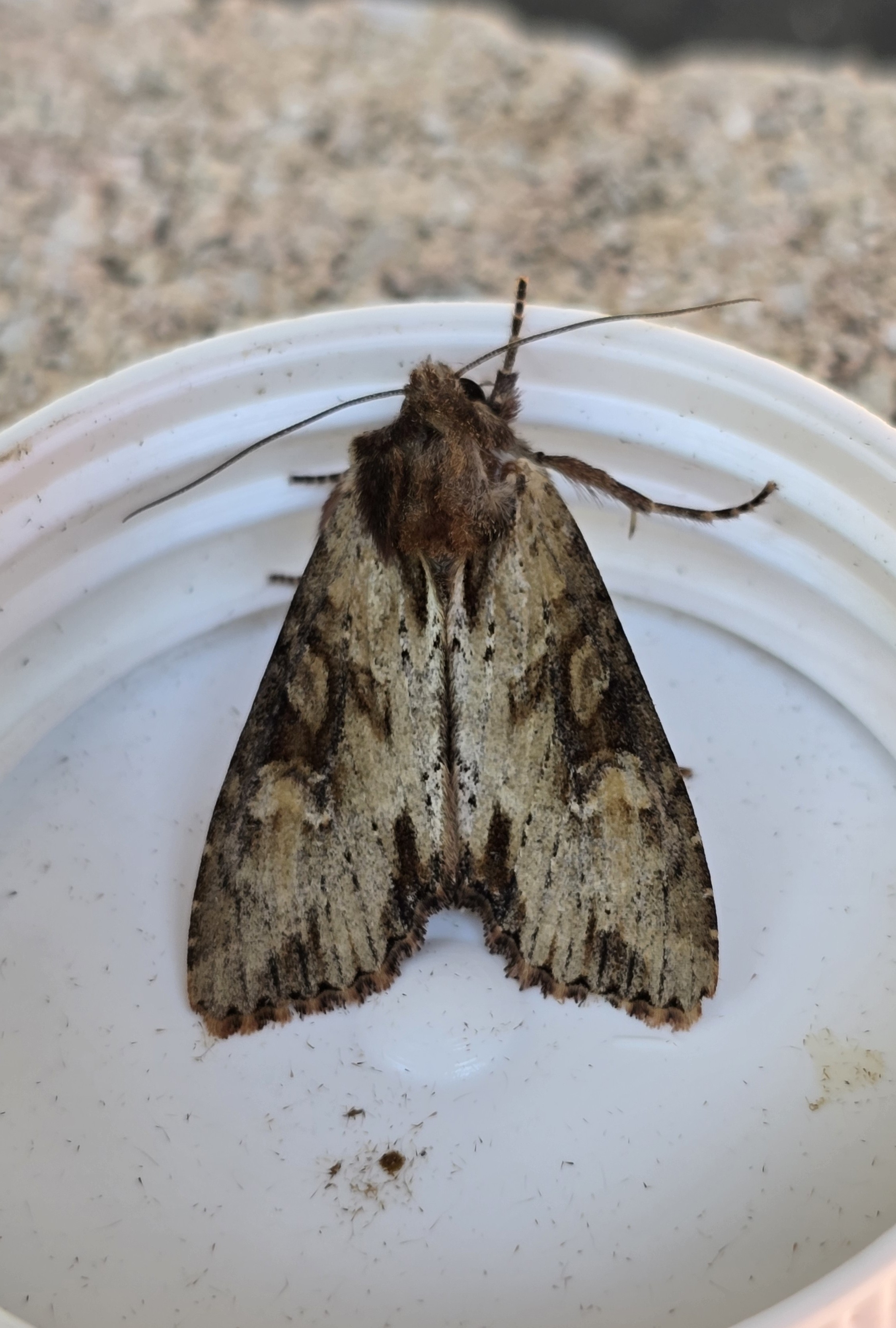 Photo of Clouded-bordered Brindle (Apamea crenata)